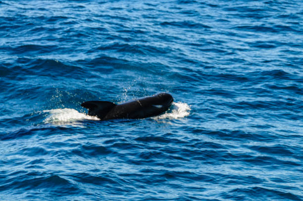 istock Long-Finned Pilot Whales in the Southern Atlantic Ocean 1154317224