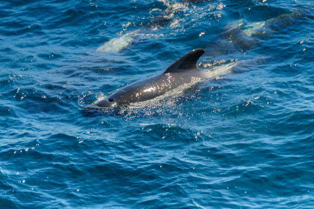 istock Long-Finned Pilot Whales in the Southern Atlantic Ocean 1154317226