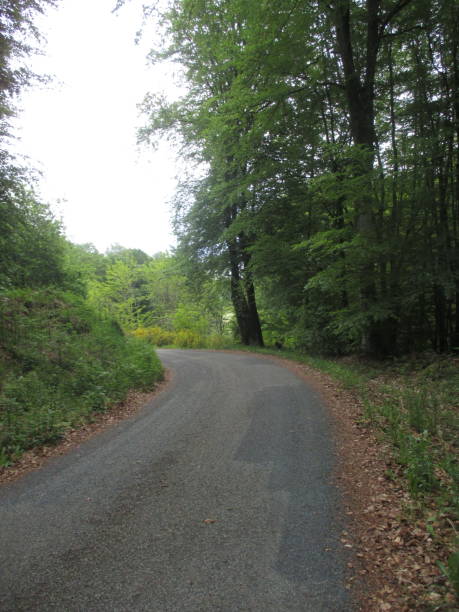 istock Winding country road lined with trees 1154318369