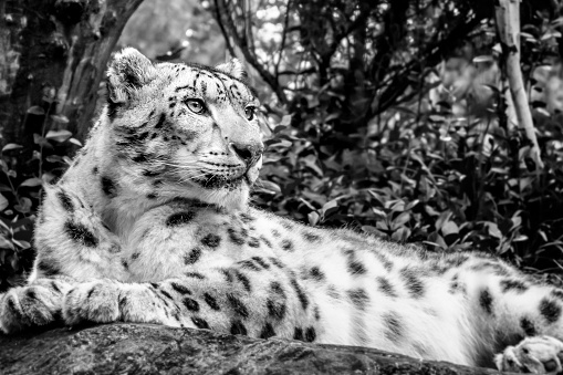 Endangered species and wildlife conservation concept theme with black and white or monochrome image of a snow leopard sitting on a rock in the wild