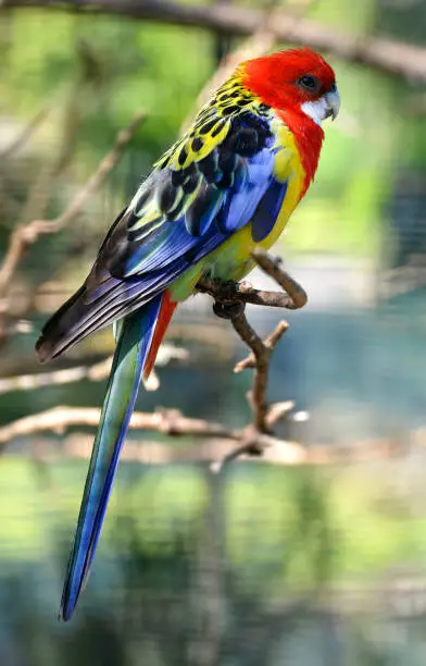 Eastern Rosella (Platycercus eximius), colorful parrot living in south east Australia.