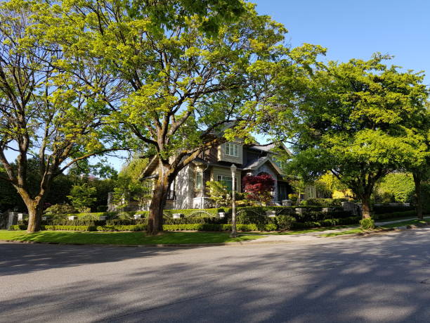 istock Quiet residential street. Old trees 1154319724