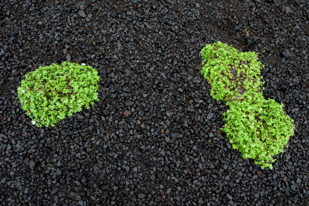 Green plants growing on black volcanic sand in Iceland