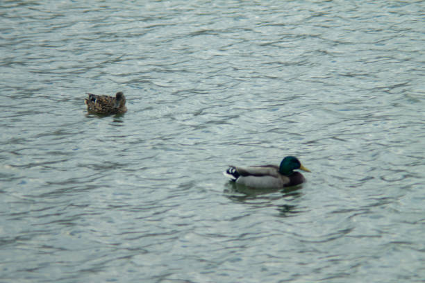 istock Ducks swimming in the Water 1154321213