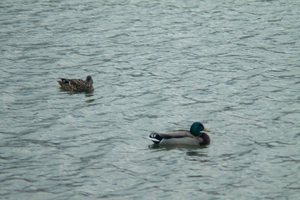 istock Ducks swimming in the Water 1154321216