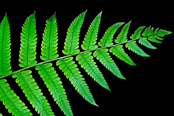 istock Closed up green Fern leaf - black background. 1154321411