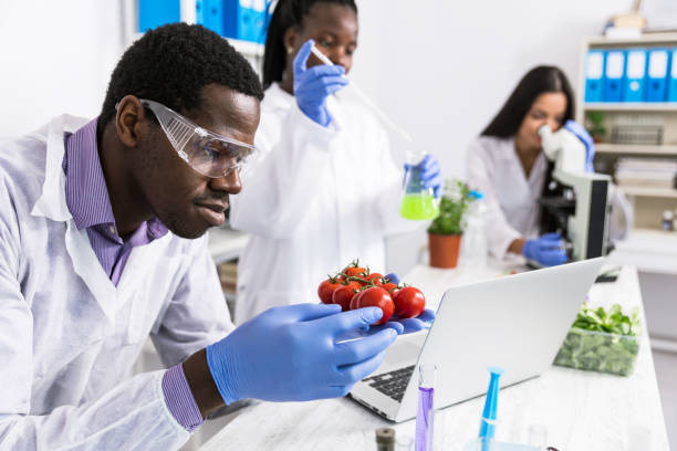 istock Laboratory technicians verify the quality of vegetables 1154321452
