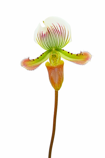 Beautiful paphiopedilum callosum orchid isolated flower on white background with clipping path