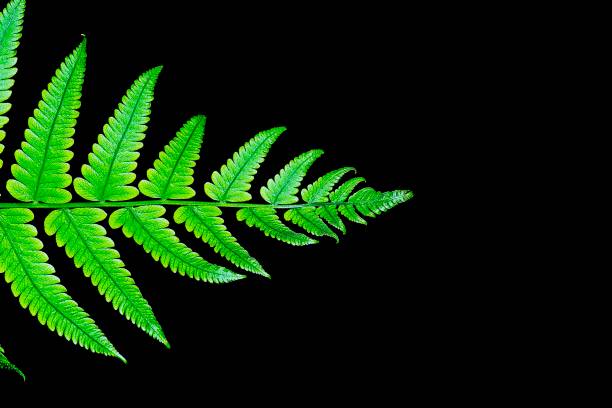 istock Closed up green Fern leaf - background template. 1154322759