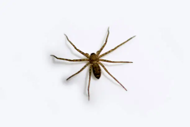 Photo of Wild Spider