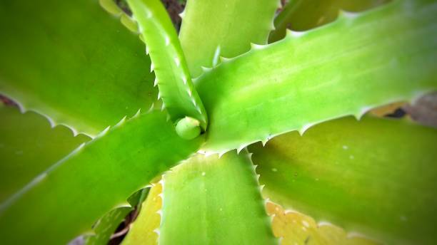 istock Green aloe vera plant photo 1154324046