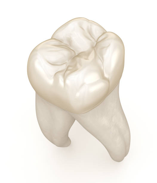 istock Dental anatomy - First maxillary molar tooth. Medically accurate dental 3D illustration 1154324629