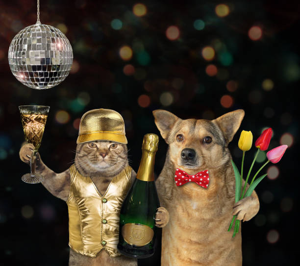 istock Dog and cat in a nightclub 1154325791