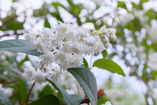 istock Japanese snow flower, Slender deutzia in bloom 1154325943