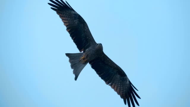 A falcon circling in the blue sky, and as a bird predator looking out for prey