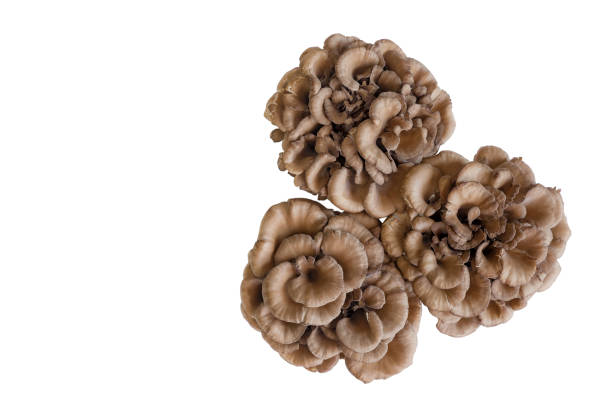 잎 새 버섯 (그리 폴라 프 론) - 잎새버섯 뉴스 사진 이미지