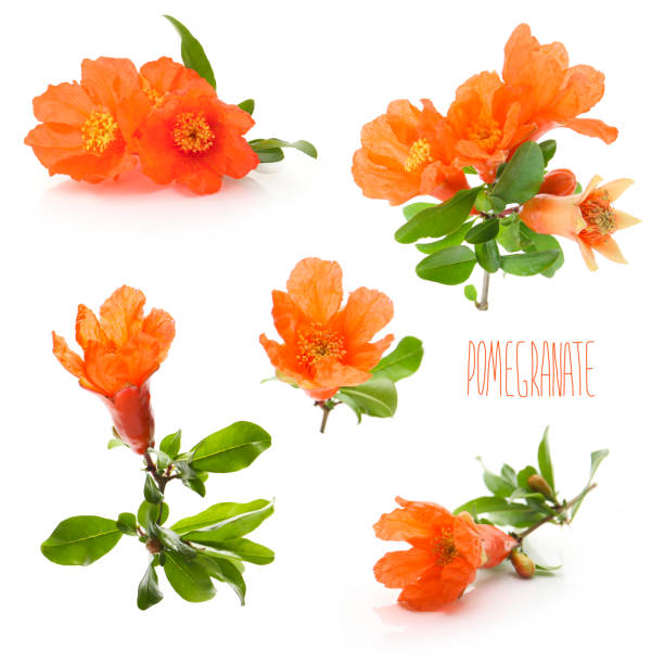 flower of pomegranate isolated on a white background