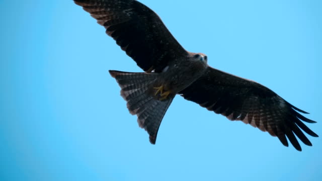 A falcon circling in the blue sky, and as a bird predator looking out for prey