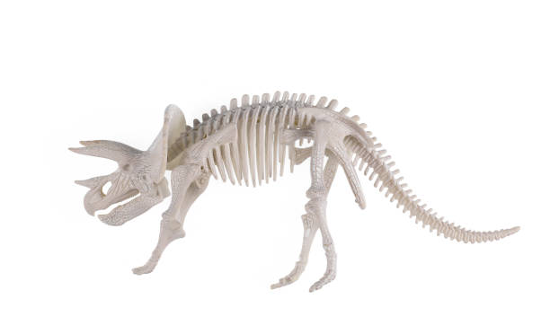 istock dinosaur triceratops skeleton isolated on white background 1154326321