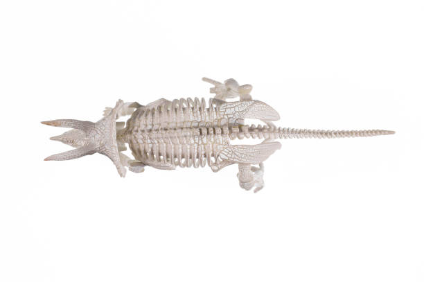 istock dinosaur triceratops skeleton isolated on white background 1154326405