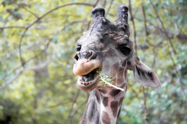 istock Giraffes that are eating trees at daytime. 1154327610