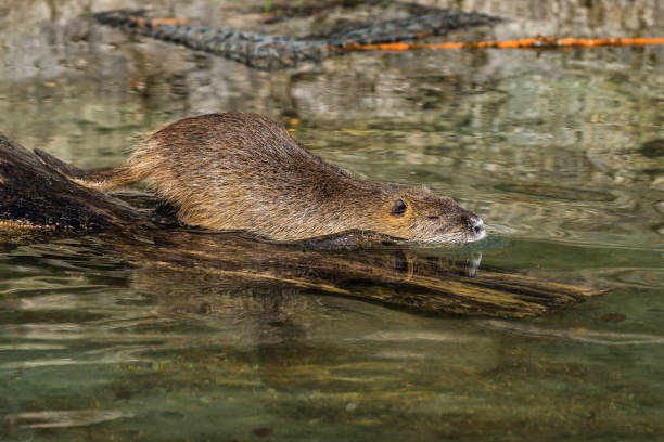 istock Coypu, Myocastor coypus, also known as river rat or nutria 1154328869