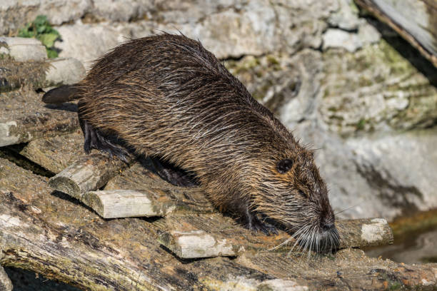 istock Coypu, Myocastor coypus, also known as river rat or nutria 1154330026