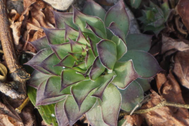 istock Succulent plant on a field in summer. 1154330095