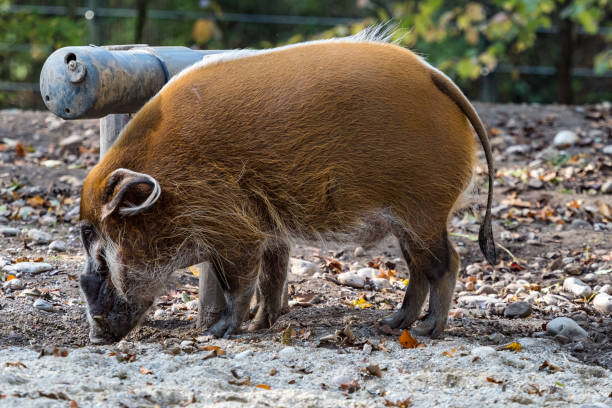 istock Red river hog, Potamochoerus porcus, also known as the bush pig. 1154330335