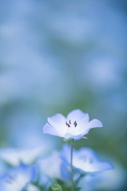 istock Nemophila , blue small flower 1154332180