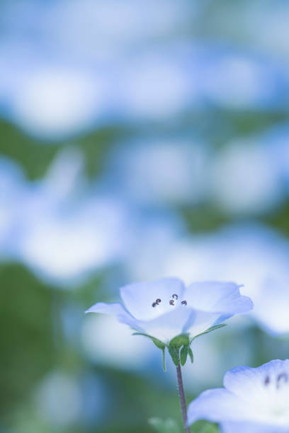 istock Nemophila , blue small flower 1154332185