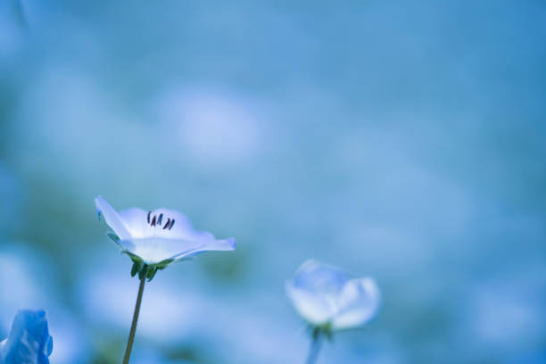istock Nemophila , blue small flower 1154332196