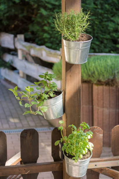 pots d’herbe avec des herbes fraîches culinaires attachées à un poteau en bois - vertical garden photos et images de collection