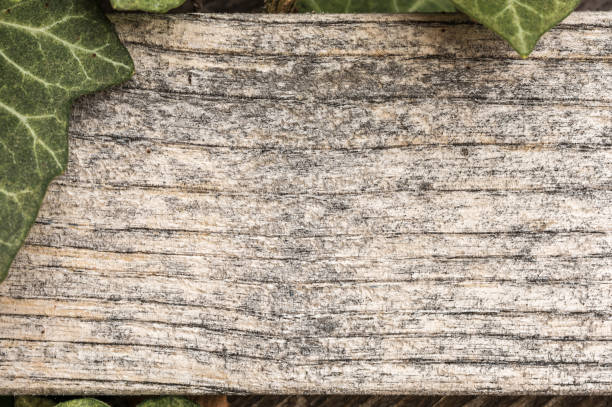 istock Old wood is covered in ivy as a background or texture 1154333318