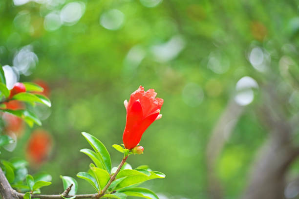 flower of the pomegranate