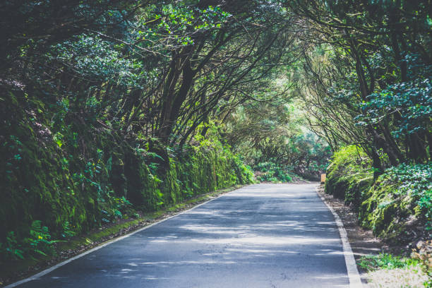 istock Road through natural forest tunnel 1154333720