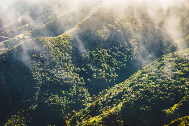 анага природных парков леса на тенерифе - anaga стоковые фото и изображения