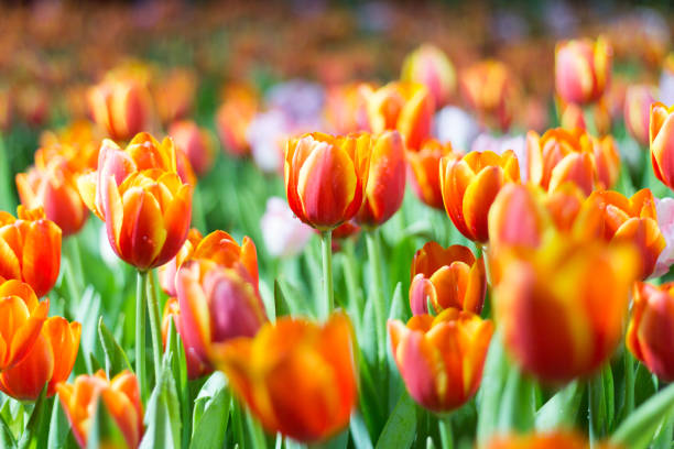 istock Orange or Red tulips in the garden 1154334784