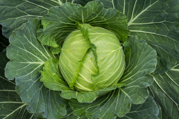 istock Green Cabbage head in the garden 1154334793
