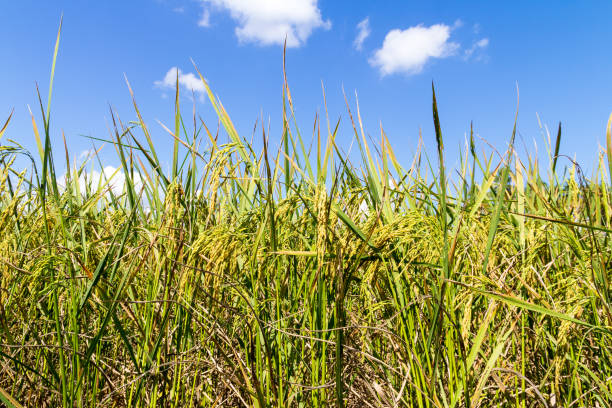 istock Ear of rice or Paddy field 1154334821