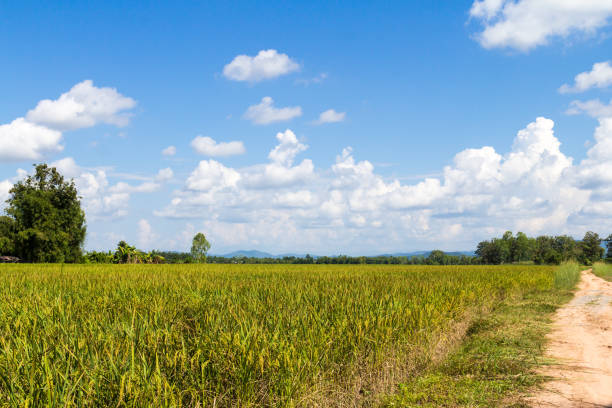 istock Rice field or Paddy field with clouds and twilight sky background 1154334847