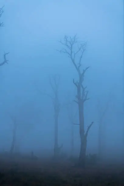 Photo of Early morning Blue hour at Mudumala Tiger Reserve,Tamilnadu,India