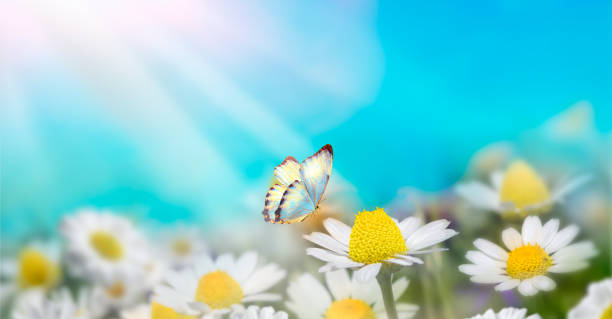 istock Chamomiles daisies macro in summer spring field on background blue sky with sunshine and a flying butterfly, nature panoramic view. Summer natural landscape with copy space. 1154336438