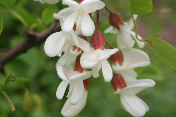 istock Black locust  white flowers on branch. False acacia flowers. 1154337308