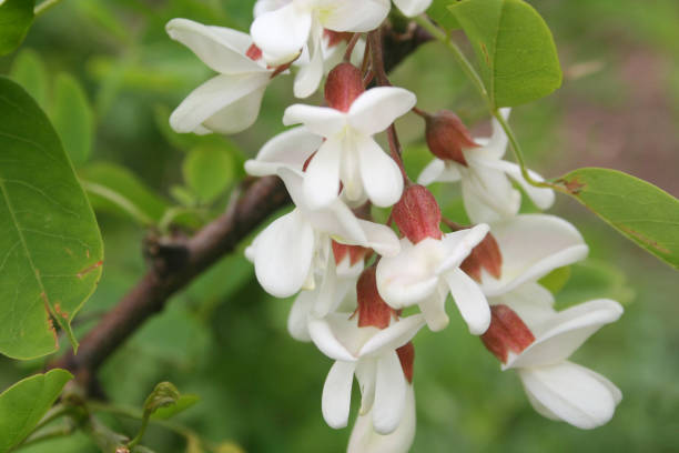 istock Black locust  white flowers on branch. False acacia flowers. 1154337340
