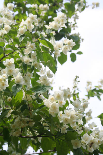 istock Mock orange tree with  white flowers. Philadelphus 1154337385