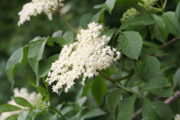 istock Elderberry white flowers on branch. Sambucus 1154337527