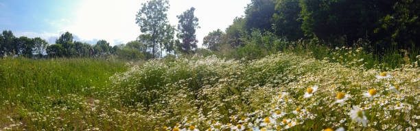 istock field of flowering Chamomile 1154338239