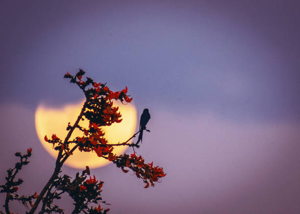 full moon rhododendron black drongo sitting evening sky dusk color