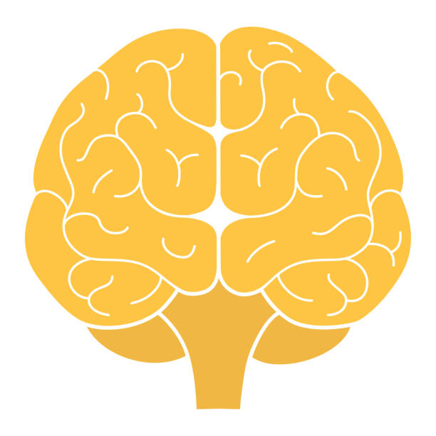 ilustrações de stock, clip art, desenhos animados e ícones de human brain front view. vector illustration. flat design - front view